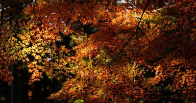 красивые ландшафтные цвета осеннего леса Стоковое Изображение - изображение  насчитывающей падение, напольно: 234986493