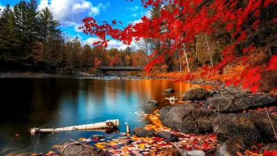 Красивая многоцветная осень. | Милла. Натуральная жизнь. | Дзен