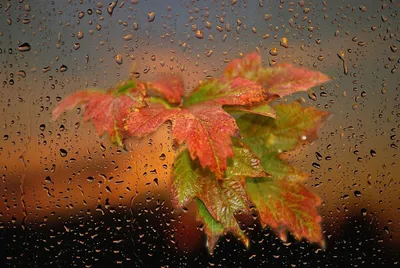 Красивая дождливая осень (58 фото) - 58 фото