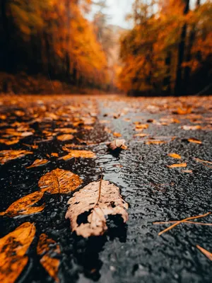 Осенний пейзаж, позняя осень, дождь …» — создано в Шедевруме