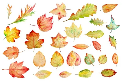 Красивые осенние листья клена - ПринтМания
