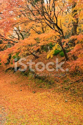 красивая куча осенних листьев и листьев разного цвета Фон Обои Изображение  для бесплатной загрузки - Pngtree