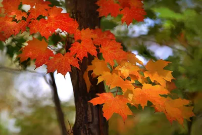 Красивые осенние листья - фото и картинки: 93 штук