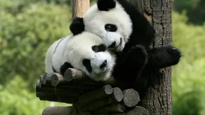 В китайском зоопарке девочка упала в вольер с пандами. Животные  неоднозначно отреагировали на нежданного гостя - ЗНАЙ ЮА