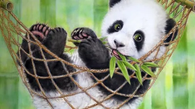 Animal Panda HD Wallpaper