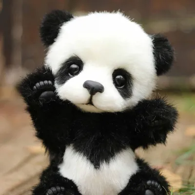 Панда символ Китая | Доброта спасёт мир | Дзен