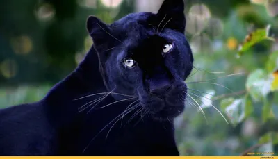Красивая черная пантера выпрыгивает …» — создано в Шедевруме