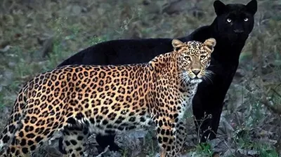 Клео и Сайя, самая красивая пара влюбленных леопардов | Гавкуша | Дзен