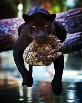 Огромная черная пантера и красивая …» — создано в Шедевруме