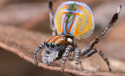 Самые красивые пауки в мире: фото, названия и описания