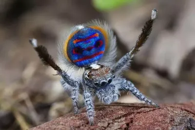 Самые красивые пауки в мире: фото, как они выглядят