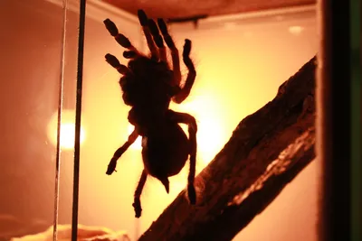 Очаровательно красивый, но ядовитый: в Украине обнаружили редкого опасного  паука