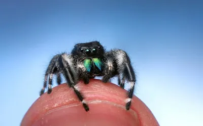Поможет вам победить арахнофобию. Красивые пауки.