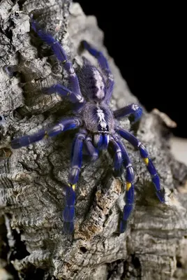 Красивые пауки #35