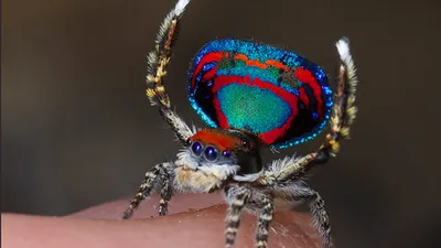 Самые красивые пауки