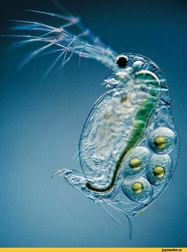 Простейшие организмы в воде. Дафния одноклеточное. Дафния ракообразные. Микроб дафния. Дафния микроскоп.