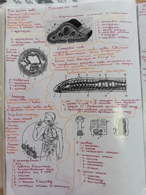 Конспекты по биологии | Биология, Преподавание биологии, Углубленное  изучение биологии