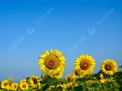 Букет из подсолнухов ☀ Все эмоции лета в одной композиции!