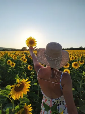 Фототур на выходные за подсолнухами в Липецкую область | 