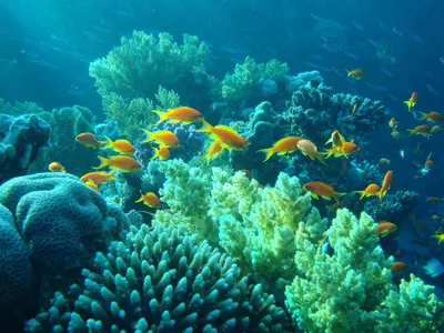 Подводный мир картинки красивые - 78 фото