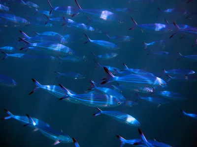 Красивые Пейзажи Обои Синий Океан Обои Подводный Мир Островной Пейзаж  Живопись 3D Фон Стена От 5 103 руб. | DHgate