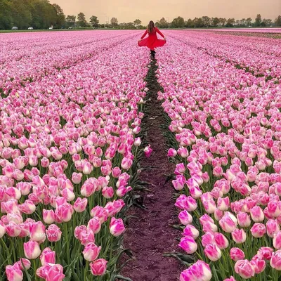 Фотография поле Тюльпаны Цветы