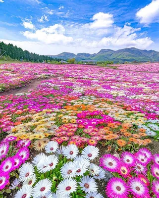 Самые красивые цветочные поля Европы