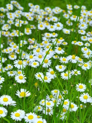 Весенние цветы поле - фото и картинки: 63 штук