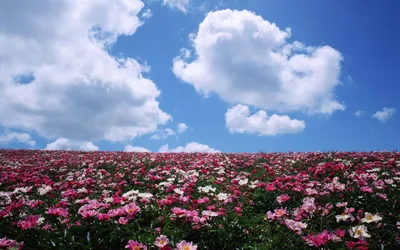 Цветочные поляны картинки красивые - 66 фото