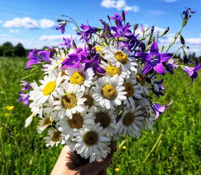 Фото цветы полевые | 50 красивых фото