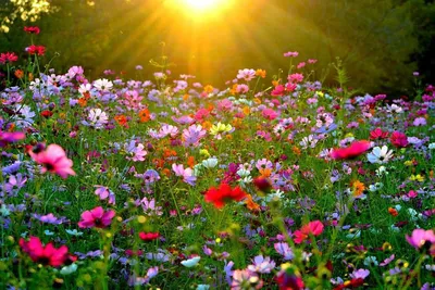 Красота в мелочах | Полевые цветы, Букеты из полевых цветов, Букет из  ромашек