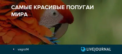 10 самых ярких и красивых попугаев в мире - Наши птички