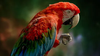 ТОП-16 самых красивых попугаев в мире