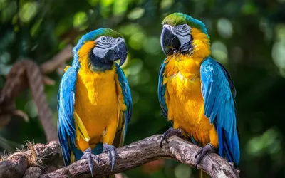 Большой красивый, цветной попугай» — создано в Шедевруме