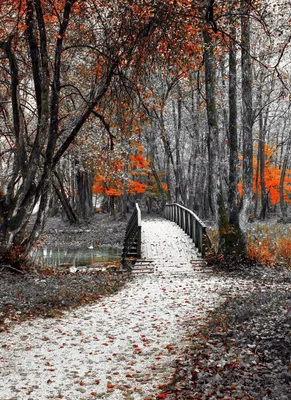 Поздняя осень, в парке красивая …» — создано в Шедевруме