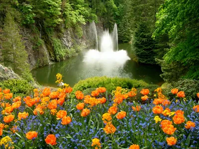 Красивые живые цветы в природе (75 фото) »