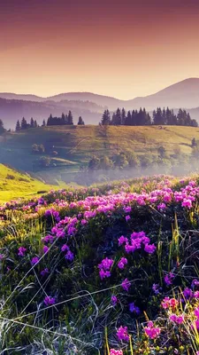 Красивые пейзажи природы с цветами (58 фото) - 58 фото