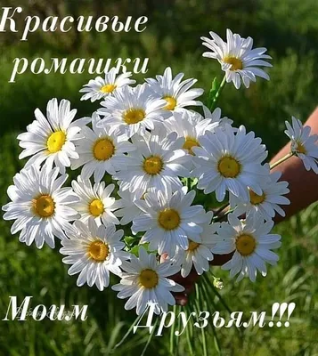 Картинки красивые добрые утренние приветствия друзьям в осенний день: 1 тыс  изображений найдено в Яндекс Картинках | Thanks card, Pumpkin images, Happy  friday