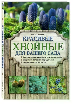 Свищ на десне: причины, как выявить и что делать? - DentBerg