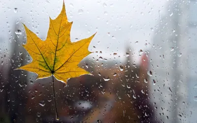 ☔Невероятно красивый дождь, заслуживает внимание ни чем не меньше отличной  солнечной погоды! | Жанна Аттар | Дзен