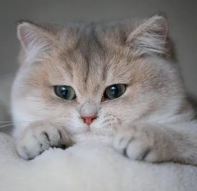 Lovely cats. Милые котики. PNG. | Kitten images, Cute animal drawings,  Kitten drawing