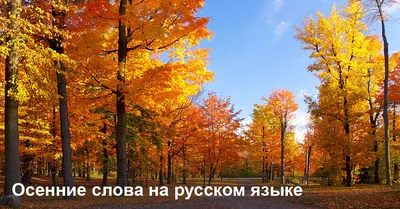 Картинка "С Добрым осенним утром!", с тёплыми словами • Аудио от Путина,  голосовые, музыкальные