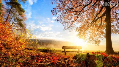 Красивые цитаты про осень в стихах и прозе, лучшие афоризмы и осенние  статусы