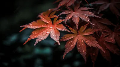 японские осенние листья в каплях дождя, красивые кленовые листья красивые  кленовые листья красивые кленовые листья, Hd фотография фото, коричневый  фон картинки и Фото для бесплатной загрузки