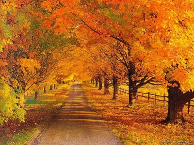 Красивая золотая осень, деревья …» — создано в Шедевруме