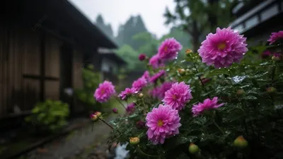 розовые цветы растут возле дома в японскую дождливую погоду, красочные и  красивые цветы, цветущие в сезон дождей, Hd фотография фото фон картинки и  Фото для бесплатной загрузки