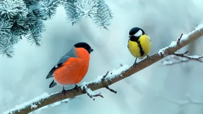 Самые красивые птицы. Э.Травье (Набор открыток) Белый Город / Воскресный  день 10849201 купить за 53 800 сум в интернет-магазине Wildberries