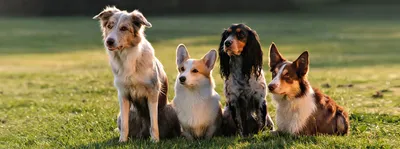 Самые красивые собаки: ТОП 15 пород - 