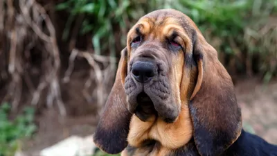 Названы 20 самых красивых пород собак | Рейтинг - Питомцы 