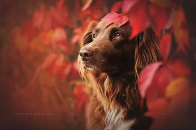 Самые красивые породы собак | Блог "Vetgroom"